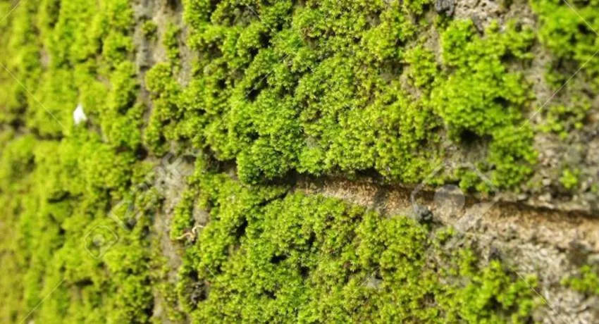 GevelPRO is de specialist in gevel reinigen. Laat je groene aanslag verwijderen door onze specialisten.